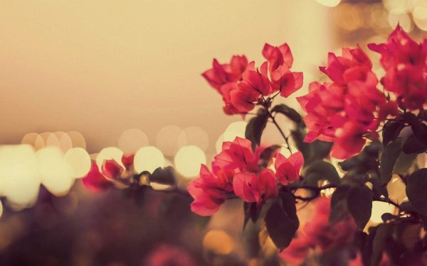 красивый фон цветов