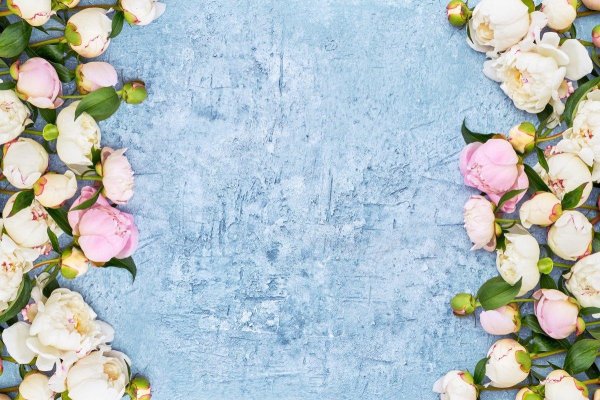 пионы нежные