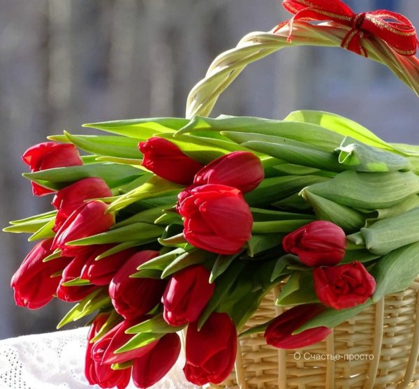 букет тюльпан