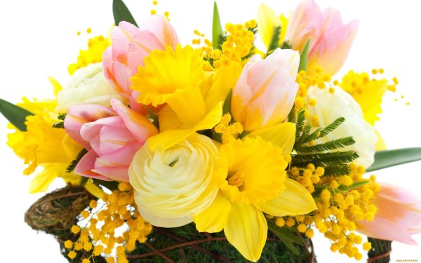 тюльпаны нарциссы и мимозы