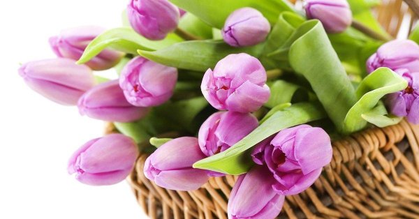 тюльпан красивый