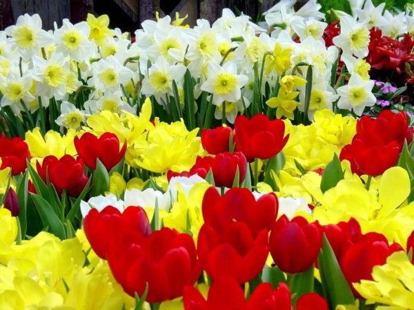 весенние цветы