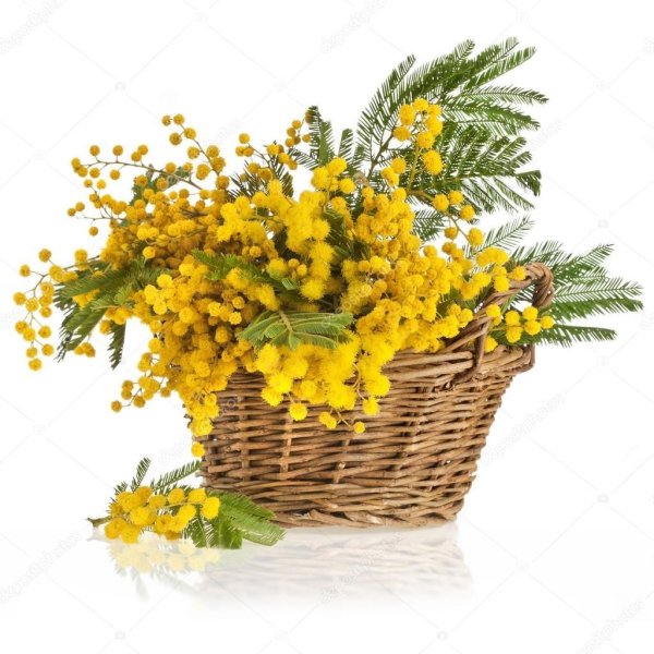 мимоза цветок