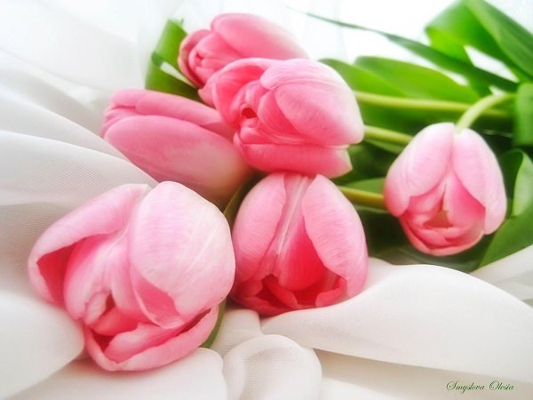 нежные тюльпаны