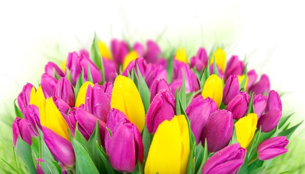 фон тюльпан