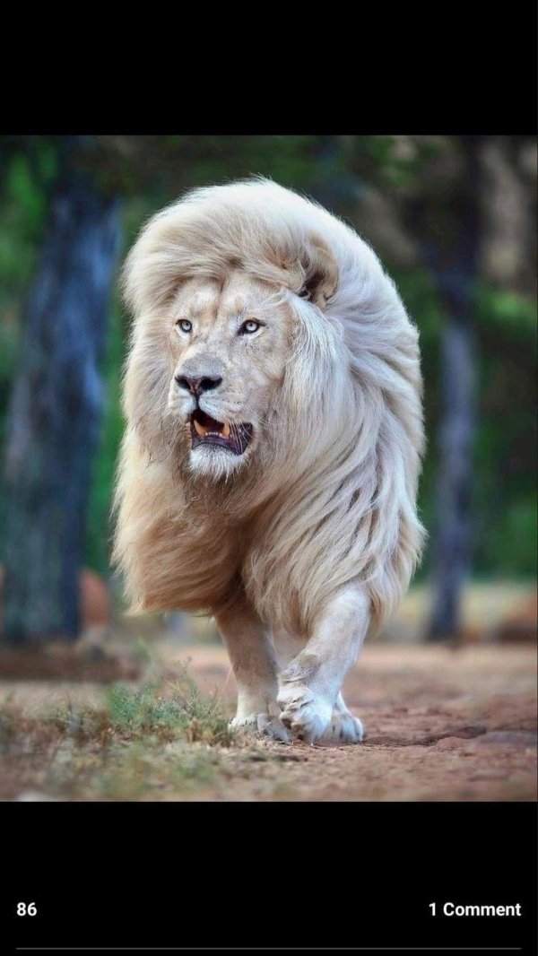 Самые животные мира