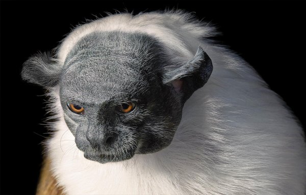 Самые животные мира