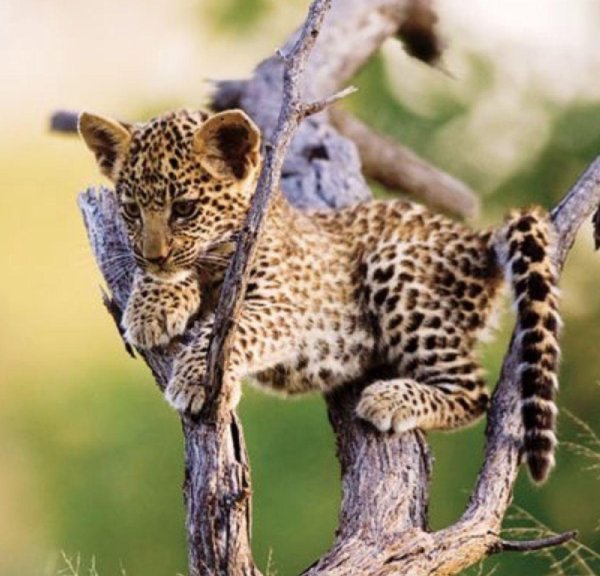 Самые животные мира