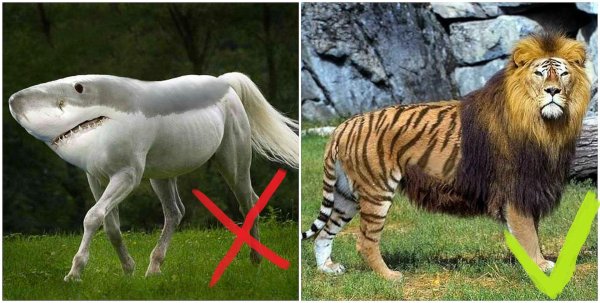 Самые животные мира