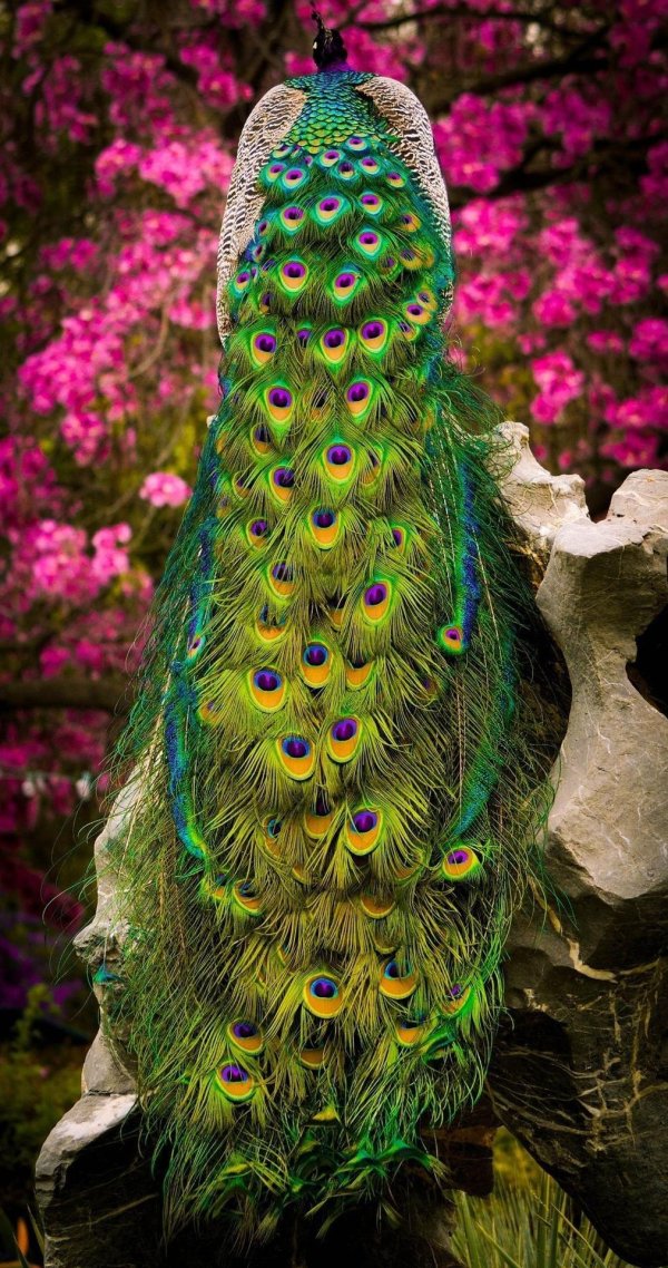 Самые животные мира