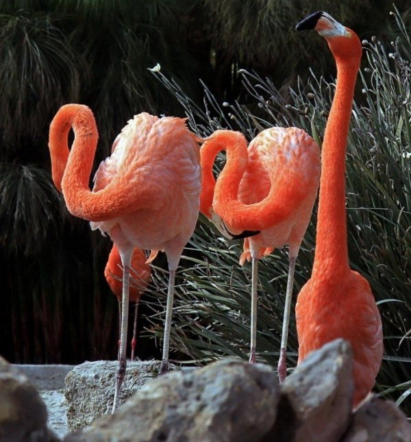 Самые животные мира