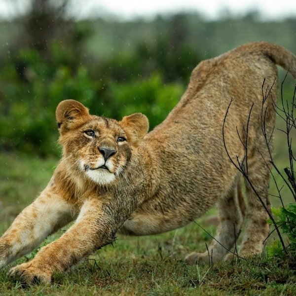 Самые животные мира