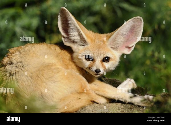 Самые животные мира