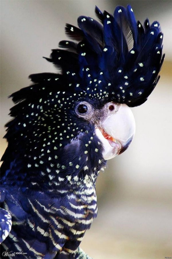 Самые животные мира