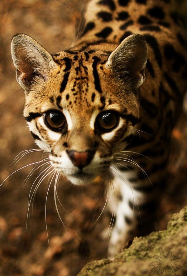 Самые животные мира