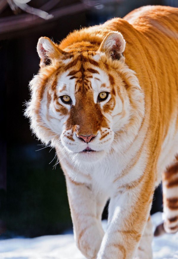 Самые животные мира