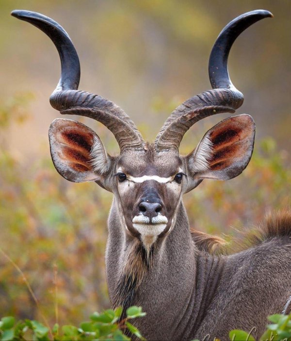 Самые животные мира