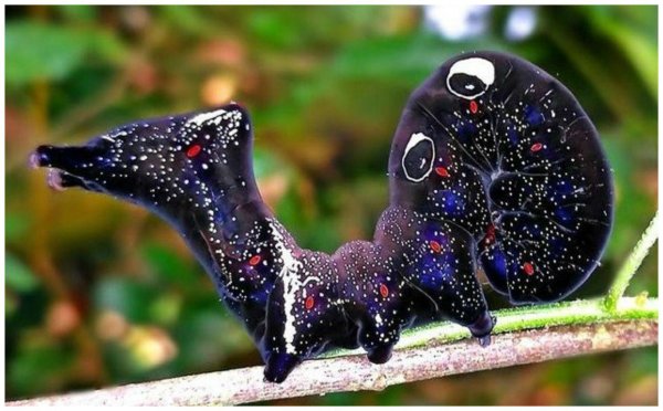 Самые животные мира