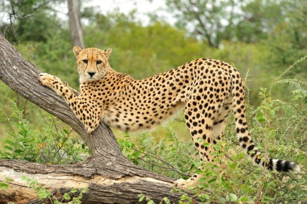 Самые животные мира