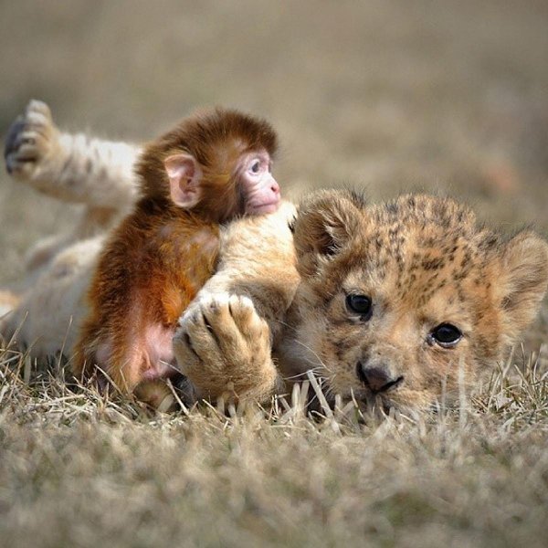 Самые животные мира