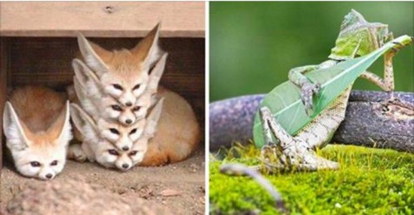 Самые животные мира