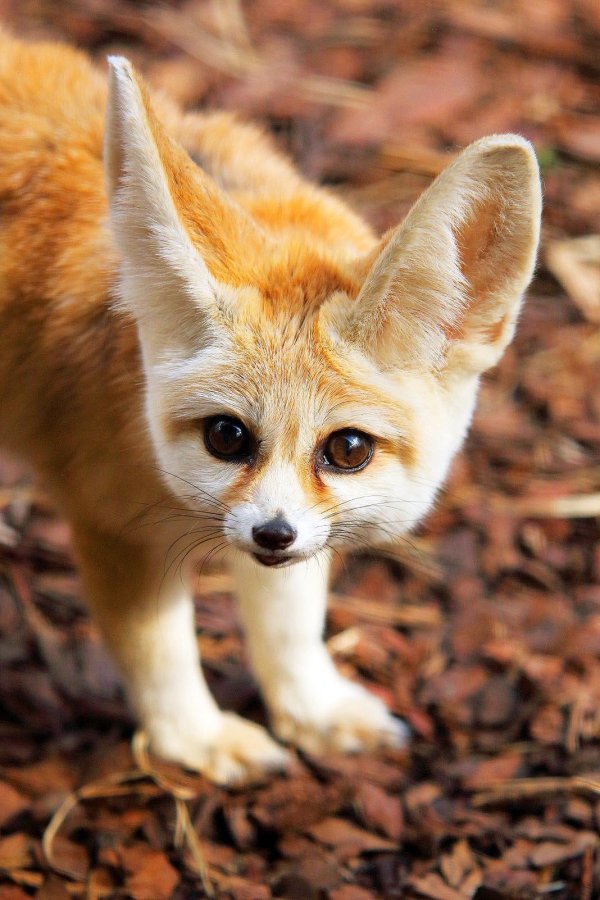 Самые животные мира