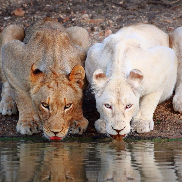 Самые животные мира