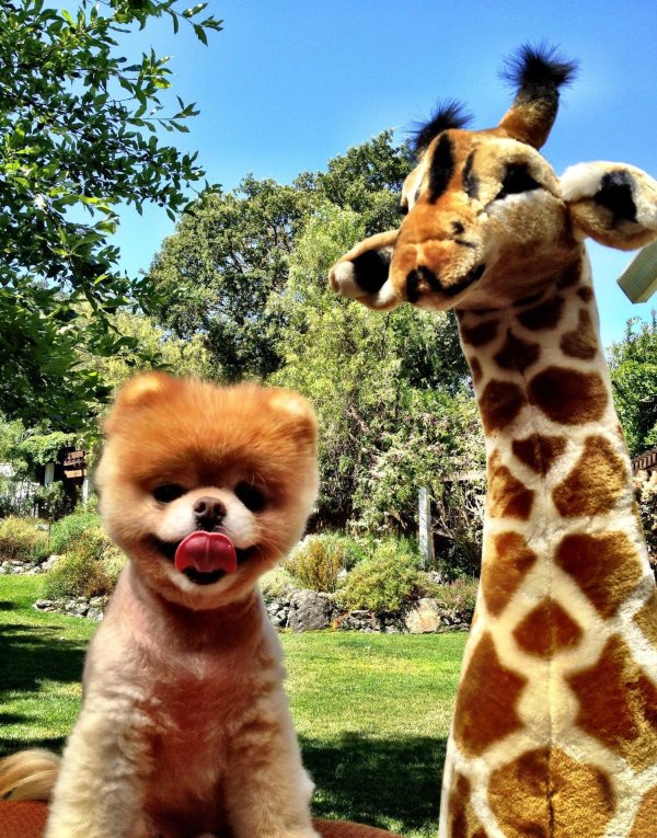 Самые животные мира