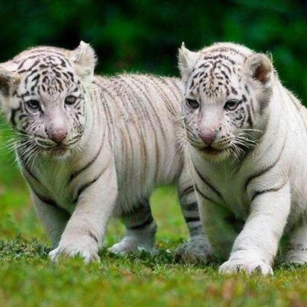 Самые животные мира