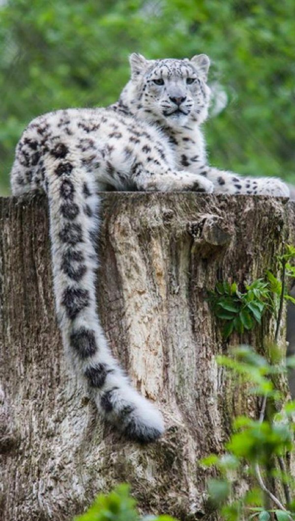 Самые животные мира