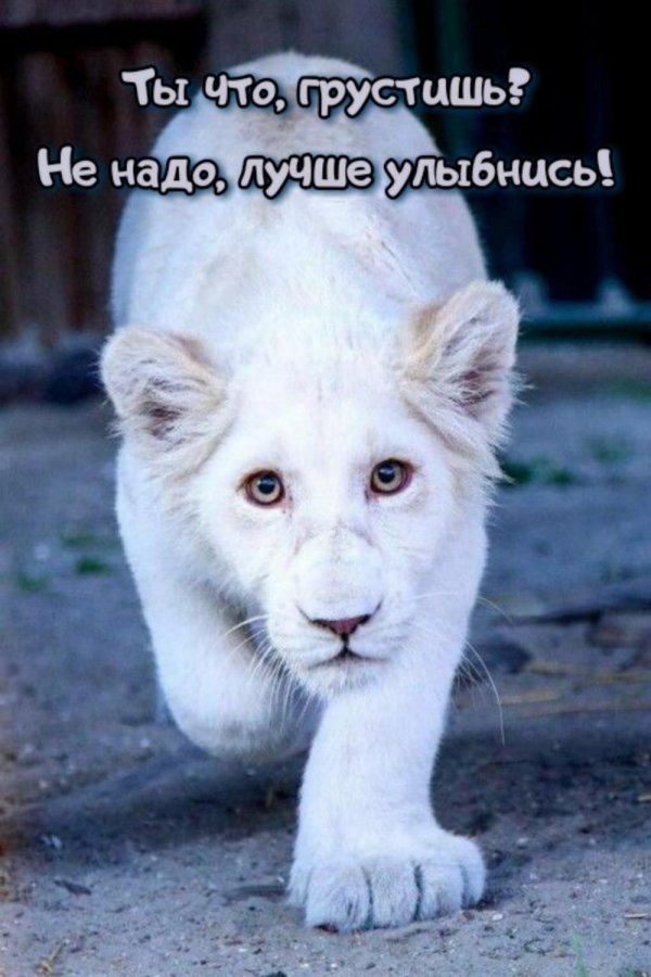 Самые животные мира