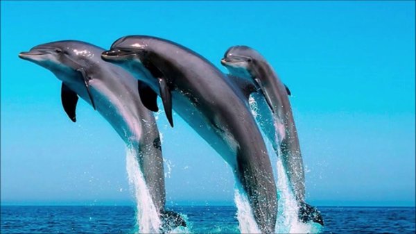 Самые животные мира