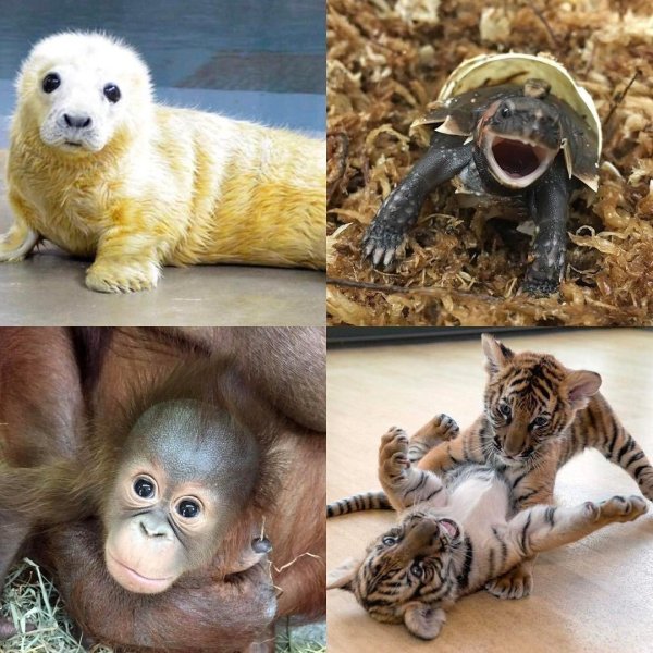 Самые животные мира