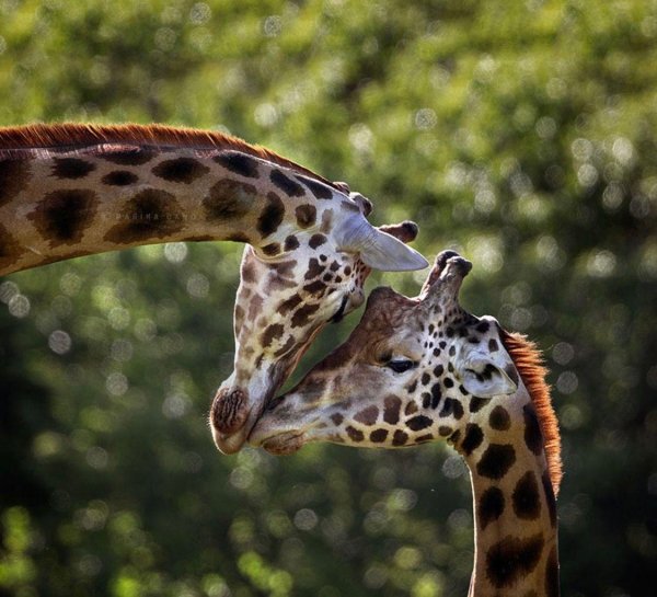 Самые животные мира