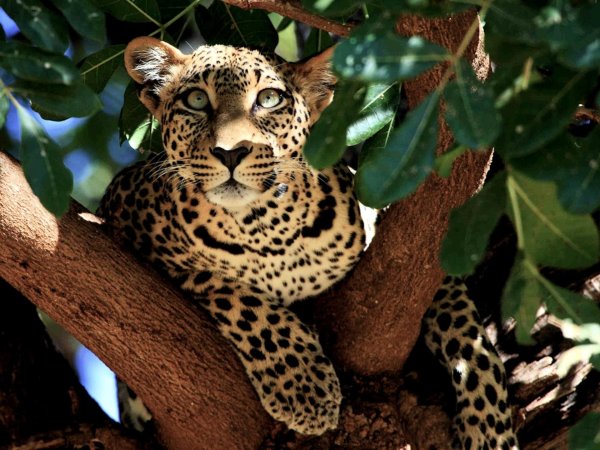 Самые животные мира