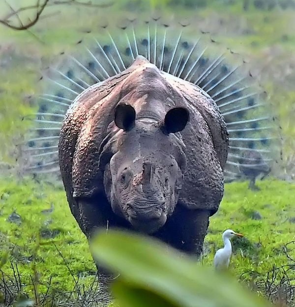 Самые животные мира