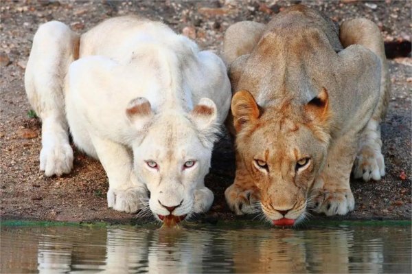 Самые животные мира