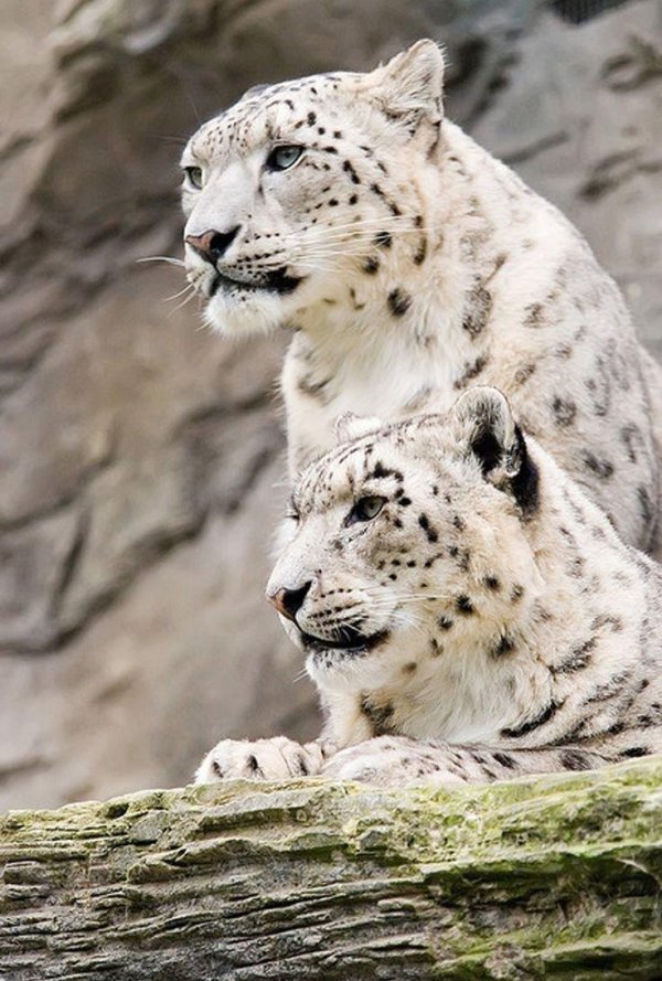 Самые животные мира