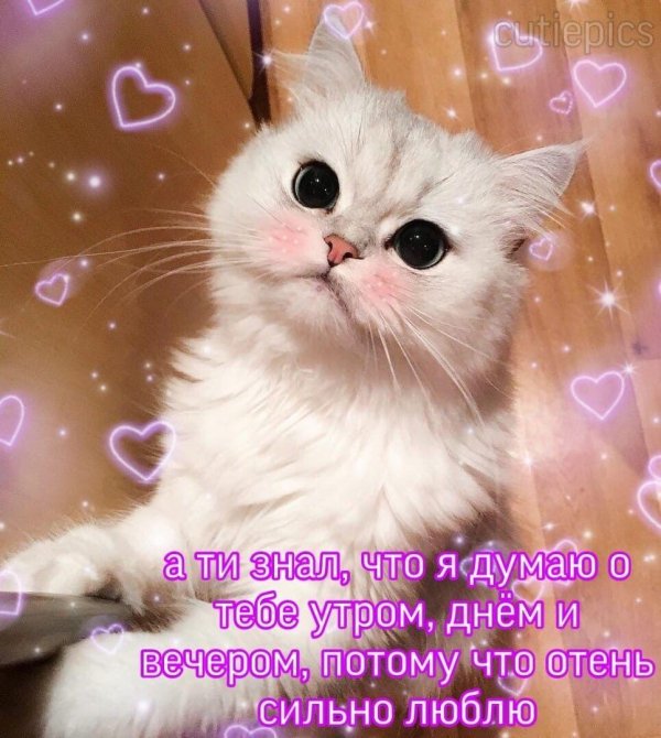 С котиками с надписями