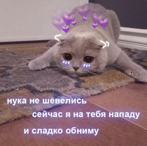 С котиками с надписями