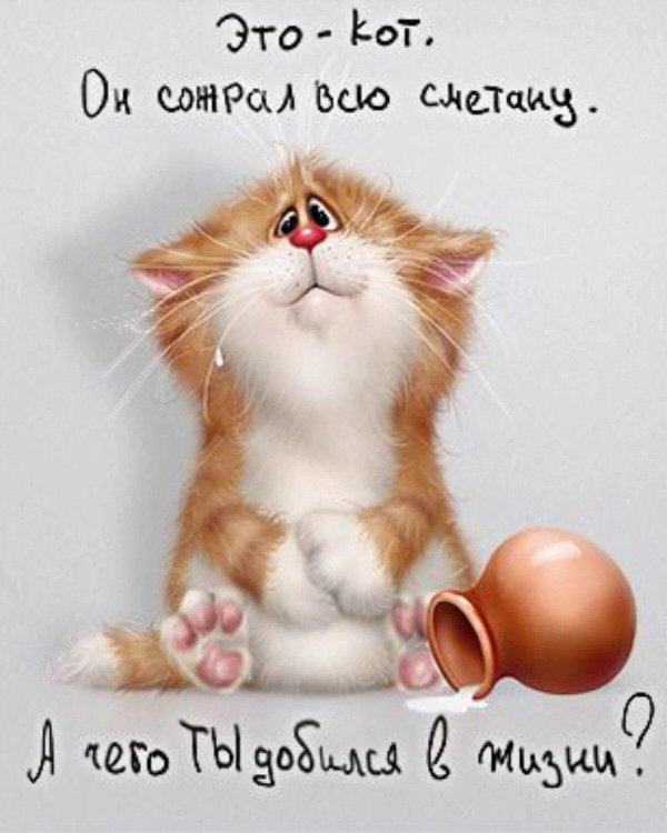 С котиками с надписями