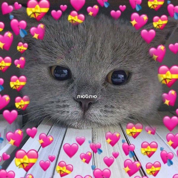 С котиками с надписями