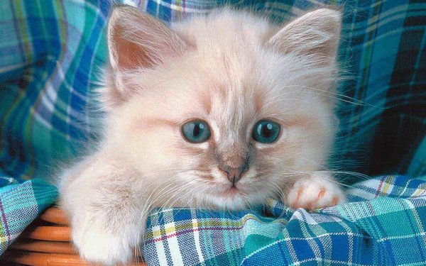 С котиками с надписями