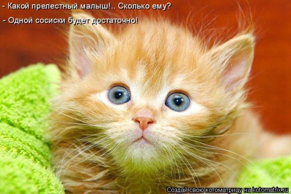 С котиками с надписями