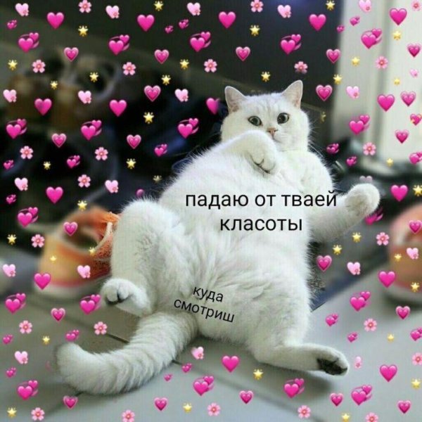 С котиками с надписями