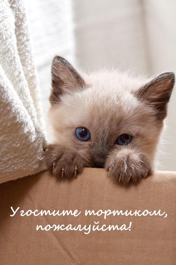 С котиками с надписями