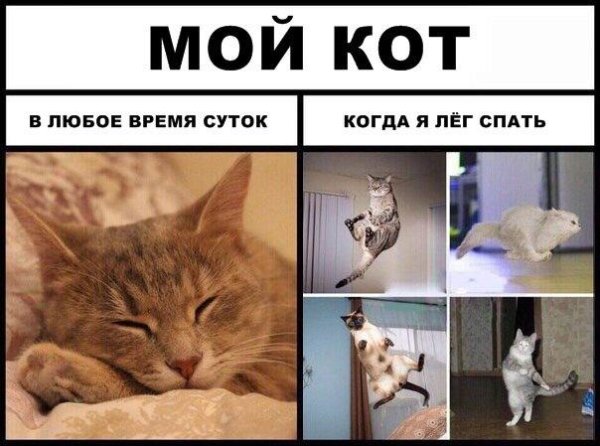 С котиками с надписями