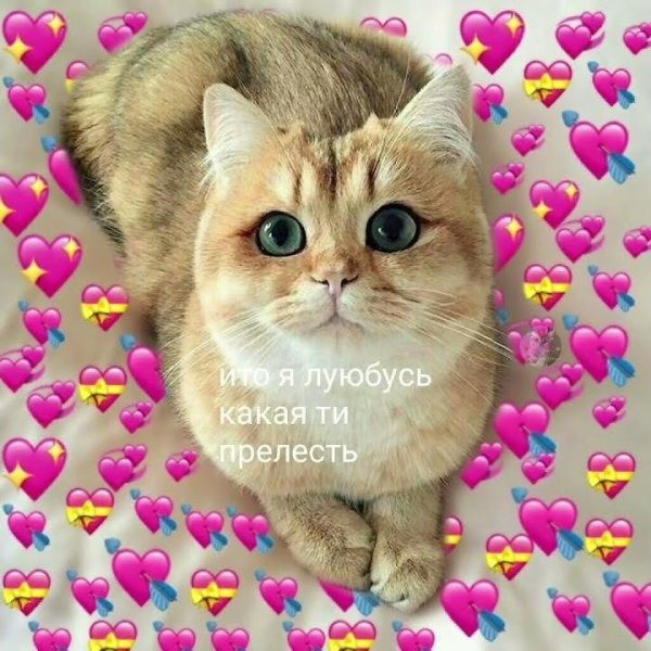 С котиками с надписями