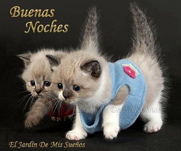 С котиками с надписями