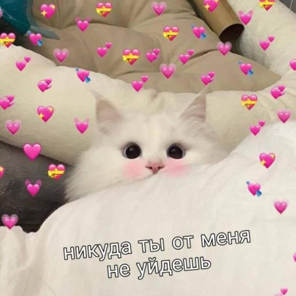 С котиками с надписями